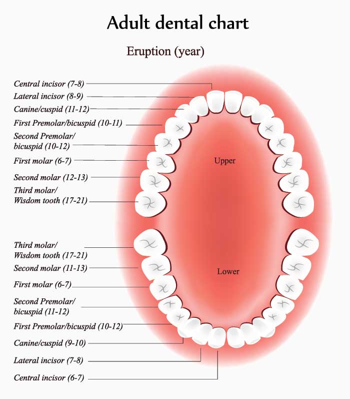 Tooth Exfoliation Chart