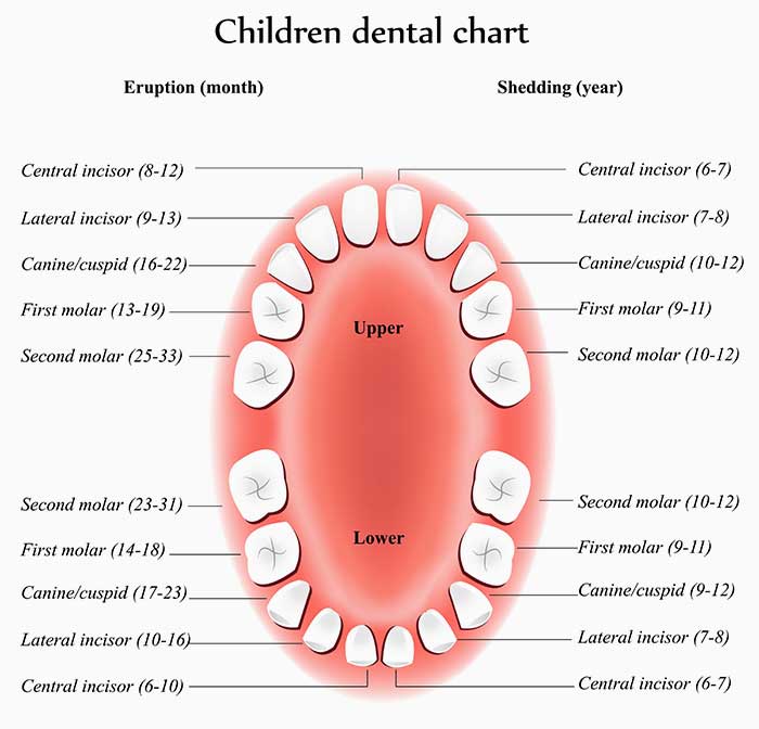 Canine Deciduous Teeth Chart