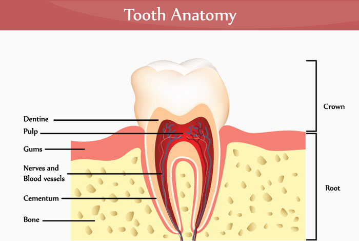 Structure of a tooth Structure of a tooth